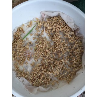 hạt giống cỏ mèo