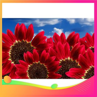 Gói 30 Hạt Giống Hoa Hướng Dương Đỏ Red Sun - Nanuseeds UY TÍN, GIÁ RẺ, CHẤT LƯỢNG BÀ CON AN TÂM ƯƠM MẦM