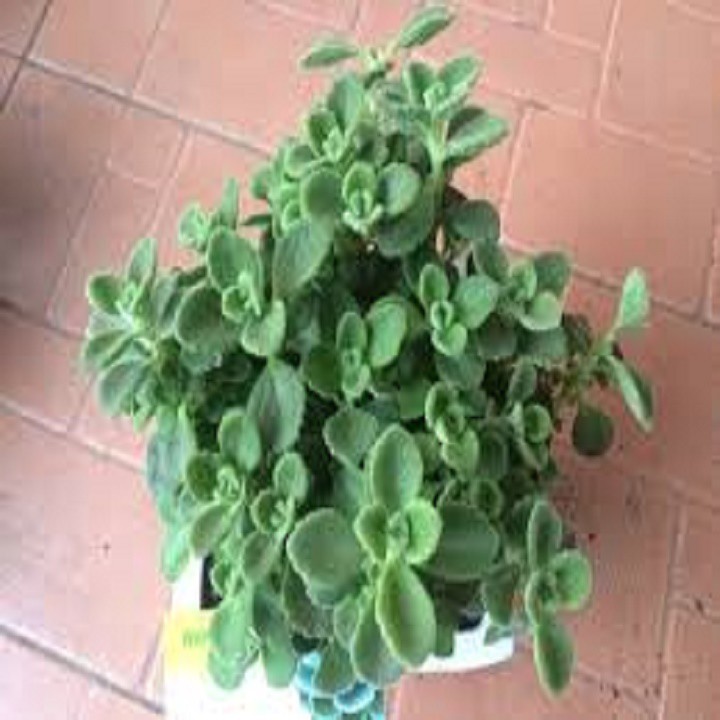CHẬU CÂY NHẤT MẠT HƯƠNG (SEN ĐÁ LÁ THƠM ), XUA ĐUỔI MUỖI, MANG LẠI TÀI LỘC CHO CHỦ NHÀ - NCCGCNMHST