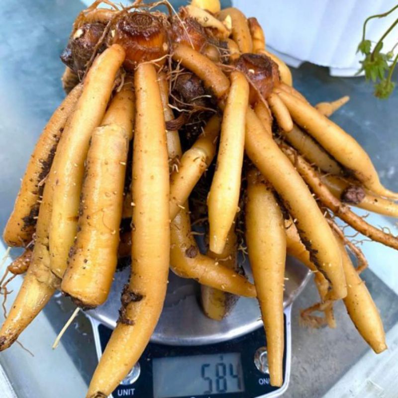 1kg củ ngải bún già (vừa ăn vừa làm giống)