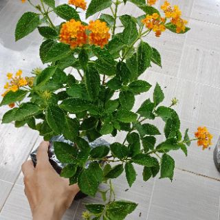 Cây ngũ sắc màu cà rốt thái