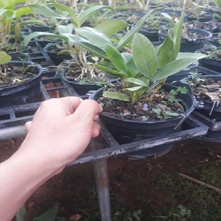 Hoa lan kiều môi tua+ 700g phân thỏ hữu cơ