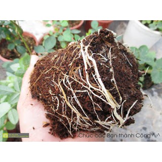 Nấm cộng sinh GG Mycorrhiza siêu kích rễ đẻ nhánh phục hồi chiết cành trừ tuyến trùng rễ MS115 GREEN GROW