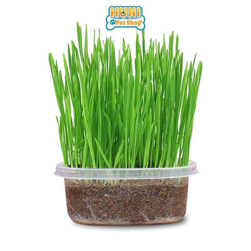 Hạt giống cỏ mèo - hạt giống cỏ lúa mạch làm thức ăn cho chó mèo nhập Italy nẩy mầm &gt;98% - bịch 50g