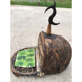 Lồng cu bẫy( gáy lụp lợp lá)