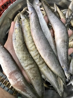 Chạch đồng 1 nắng 1kg
