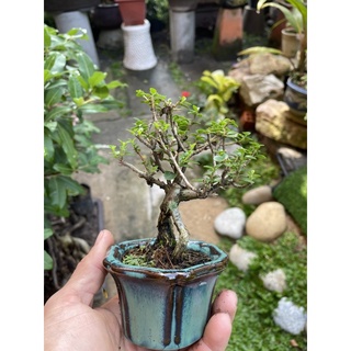 Sam hương bonsai mini có chậu tròn