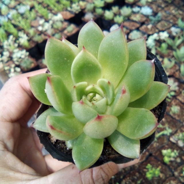 Sen đế vương đầu đỏ