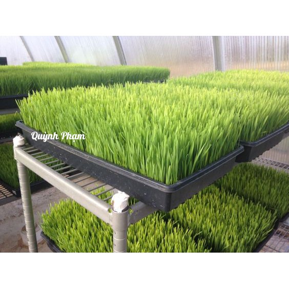 100g Bột cỏ lúa mì - Bột cỏ lúa mì sấy lạnh nguyên chất hỗ trợ giảm cân thải độc detox an toàn