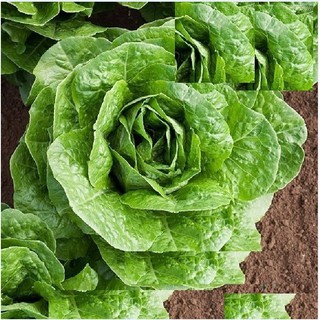 Hạt giống xà lách Romain xanh - 0.2gr