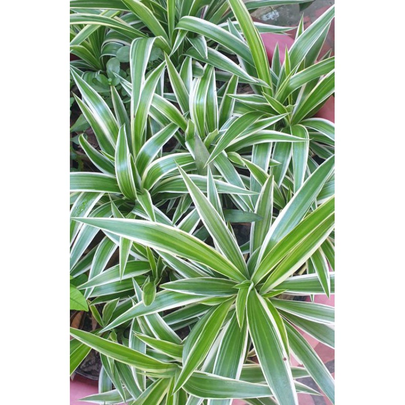 5 cây cỏ lan chi ( ảnh cây thật tại vườn )