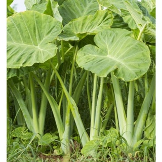 Cây dọc mùng,khoai môn bạc hà ( cây giống to, không bầu)