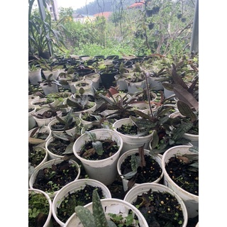 hoa lan hài hồng đang nụ