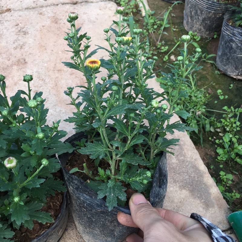 Hoa Cúc Nhiều Màu