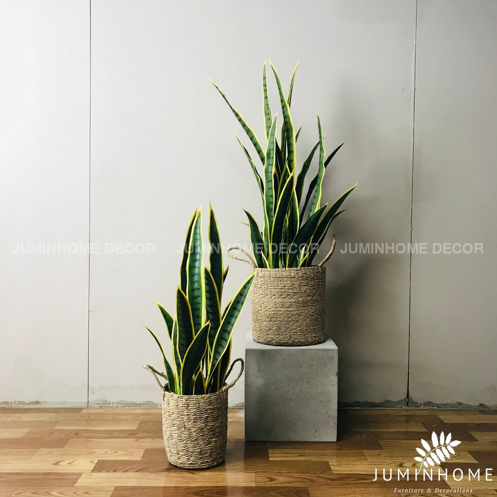 Cây giả, Cây lưỡi hổ giả - Cây giả decor trang trí nhà cửa nội thất phòng khách phòng ngủ