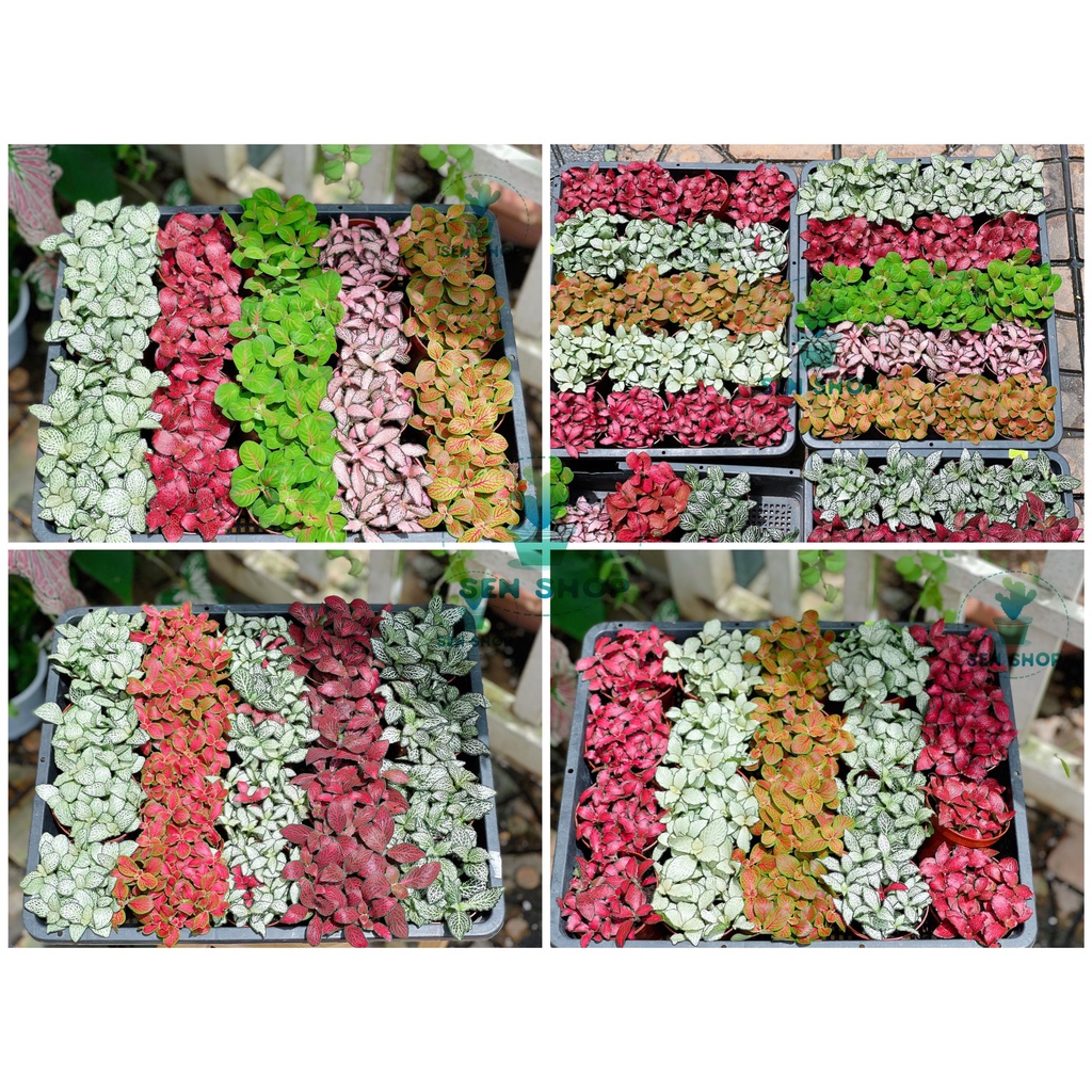 Cây cẩm nhung Fittonia, lá may mắn màu xanh, đỏ cực xinh xắn