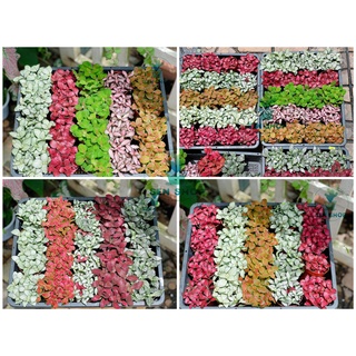 Cây cẩm nhung Fittonia, lá may mắn màu xanh, đỏ cực xinh xắn