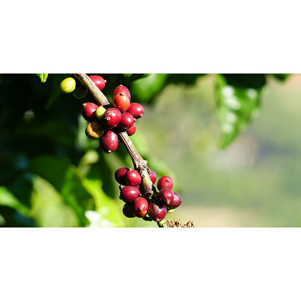 Cà phê Robusta Honey nguyên chất 100% rang mộc - D&D Kaffee - Gói 500gr