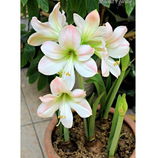 Củ hoa huệ màu hồng đào - 1 củ