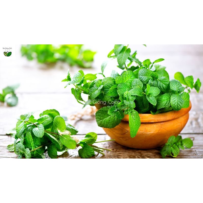 Hạt Giống Húng Bạc Hà Âu - Húng Lủi Âu Gói 100 Hạt