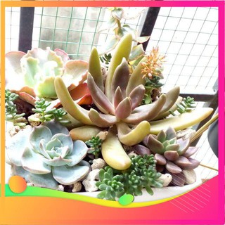 Hạt giống sen đá mix - 10 hạt vietgar