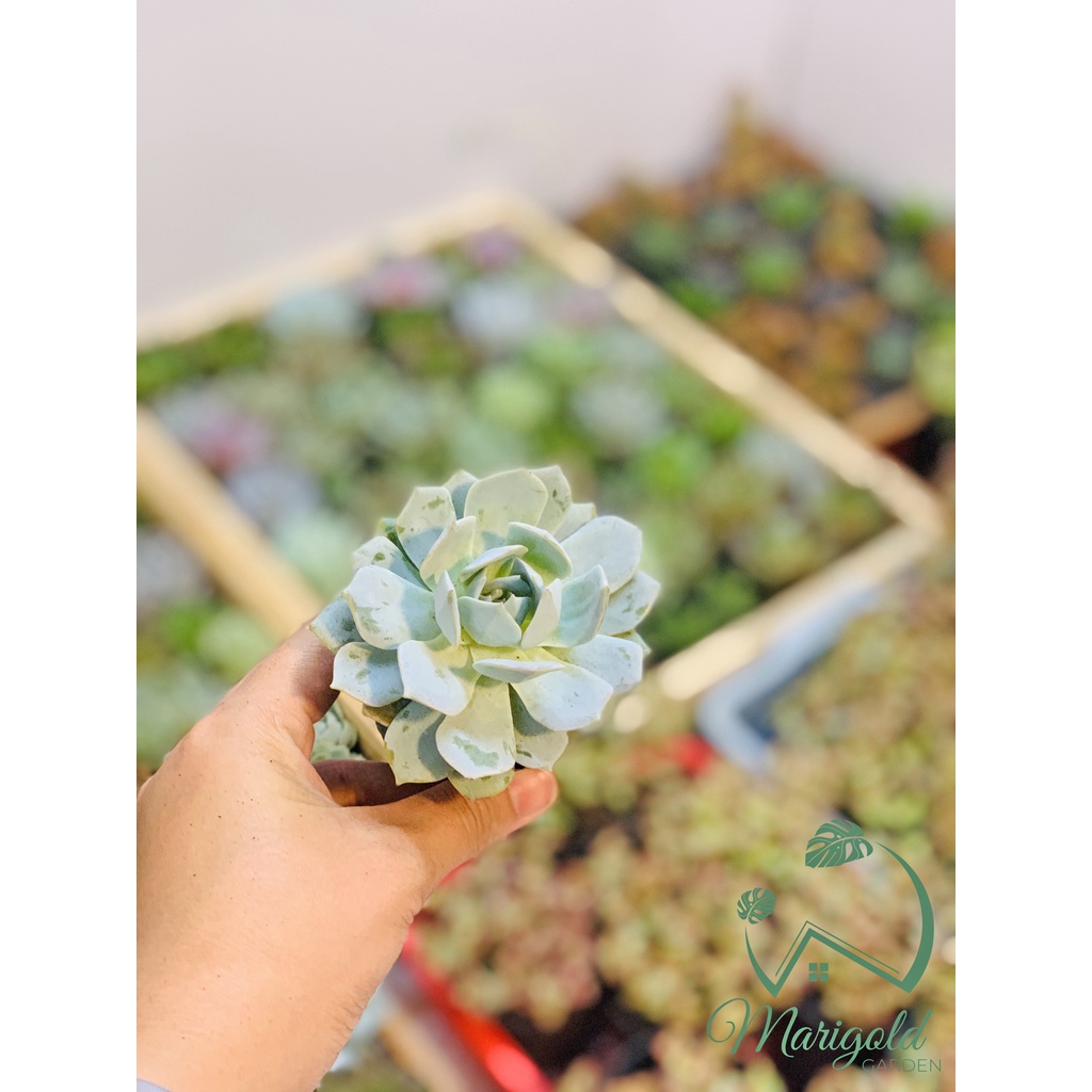 SEN ĐÁ SIZE BẦU, SEN BẦU - ĐA DẠNG, NHIỀU MÀU - THUẦN KHÍ HẬU NÓNG