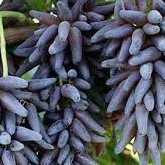 Hạt Giống Nho Ngón Tay(tặng kèm phân)