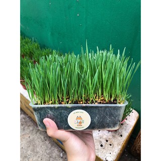 [ Giao Now, Grab ] Cỏ mèo tươi trồng sẵn