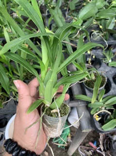 Cây vũ nữ vàng giống