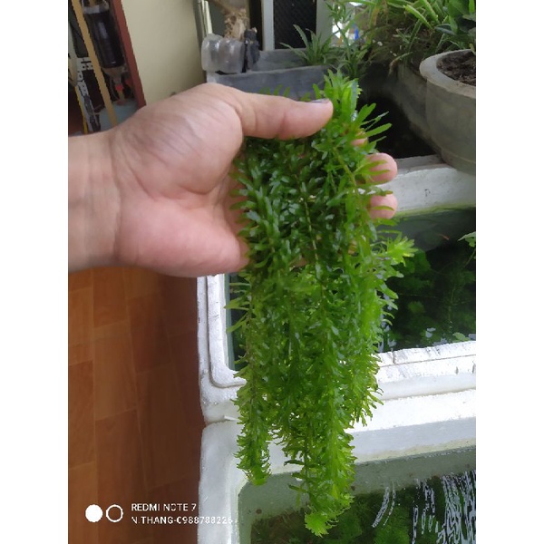 5 Cây thủy sinh Rong đuôi chó- Rong đuôi chồn