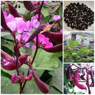 Hạt giống đậu ván tím