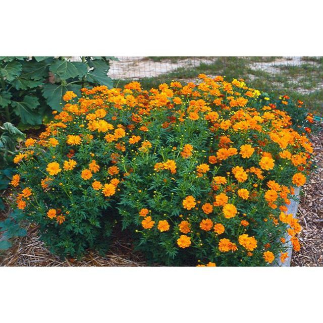 Hạt giống hoa cúc sao nhái lùn nhiều màu dễ gieo trồng gói 50 Hạt luckyseed hạt siêu rẻ