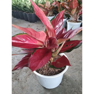 ánh hồng- huyết rồng