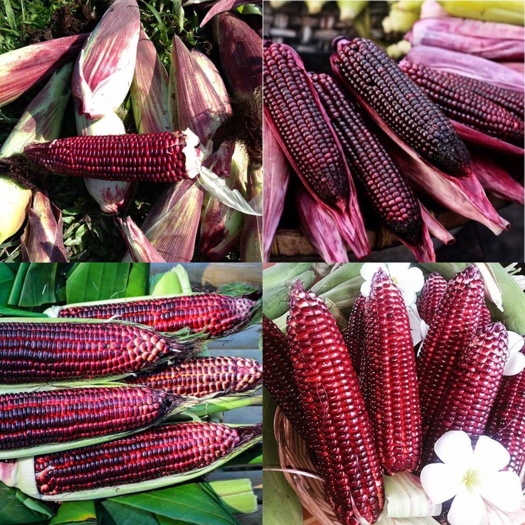 Hạt giống ngô tím F1 ( bắp nữ hoàng ) Loại dễ trồng kháng sâu bệnh năng suất cao [ gói 100gram,200gram,500gram]