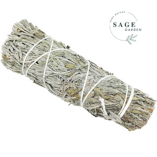  XÔ THƠM XANH  Blue Sage _Thu hút tài lộc may mắn_SAGE GARDEN 