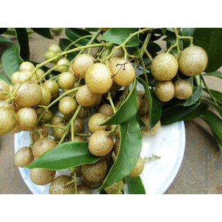 cây giống cây lá Mắc Mật ( móc mật) làm gia vị nướng thịt