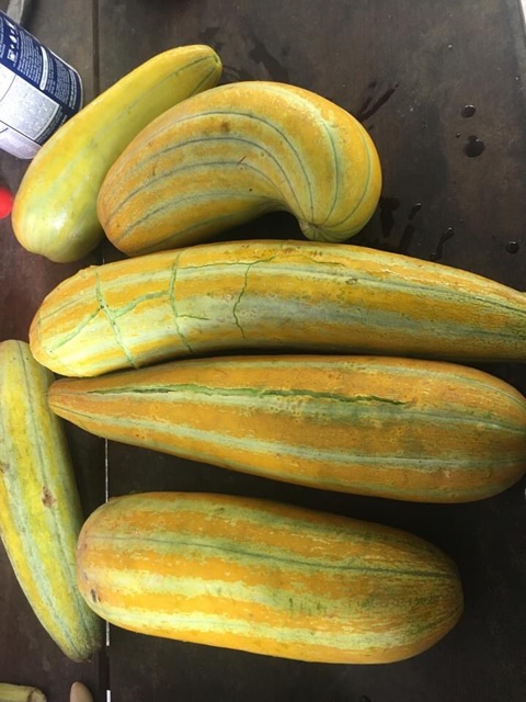 Hạt Giống Dưa Gang nhập Siêu Trái - Dưa Vàng thơm giòn