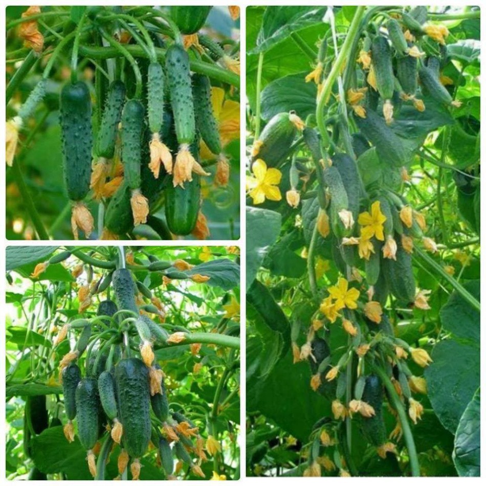 Hạt giống dưa chuột chùm (tặng phân)