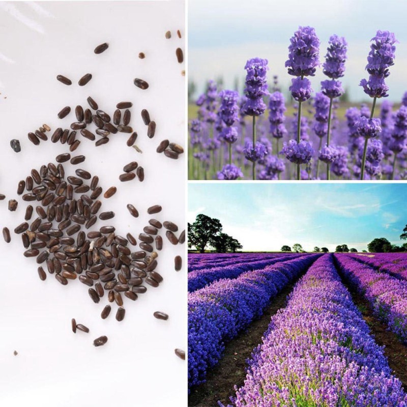 Hạt giống hoa Oải hương Lavender seeds hoa Larvender dễ trồng