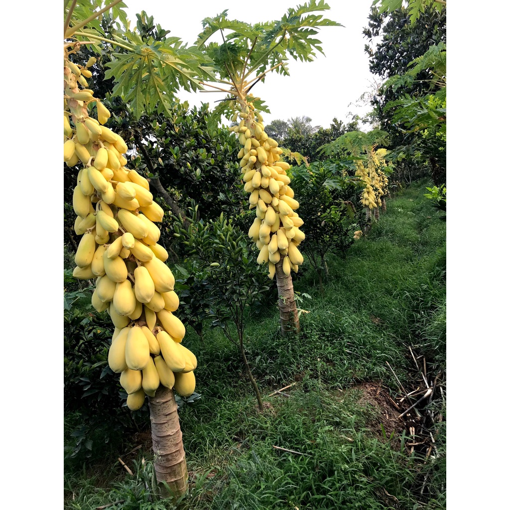 Combo 5  hạt giống đu đủ da vàng chưng Tết_ tháng 4 âm lịch gieo, tháng chạp bán