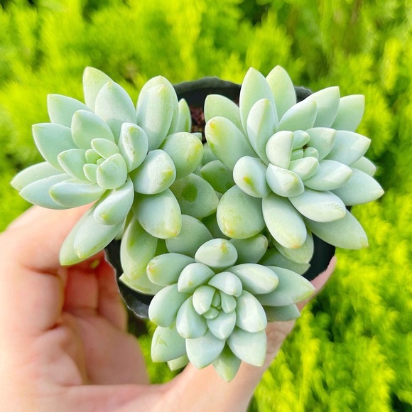 Sen đá pha lê trắng 5-7cm