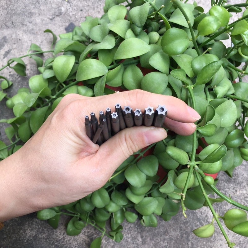 Hoa Thị nhật bãi