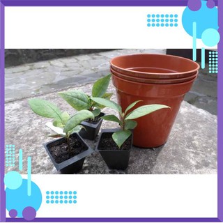 Hạt Giống Hoa Mộc Lan mix .