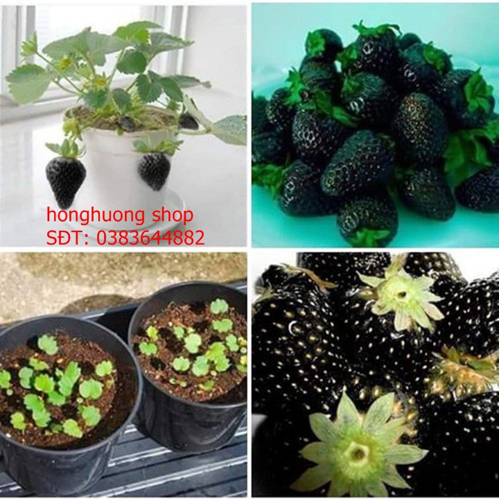 Hạt giống dâu tây đen