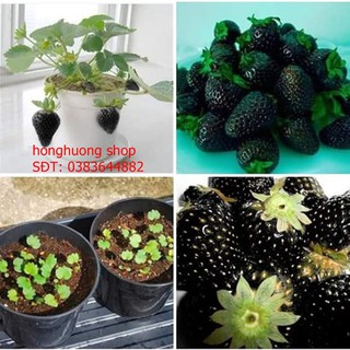 Hạt giống dâu tây đen