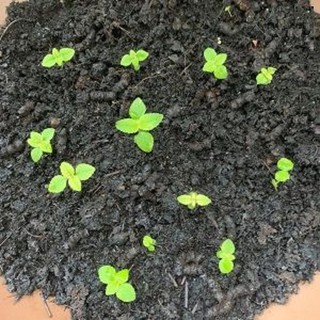 1GR - HẠT GIỐNG RAU KINH GIỚI