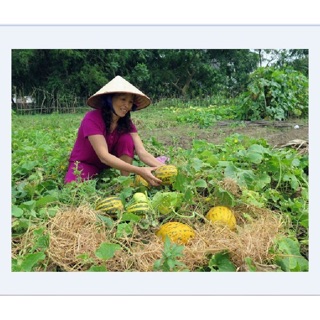 Hạt giống Dưa bở Cao sản 5gr 🍀