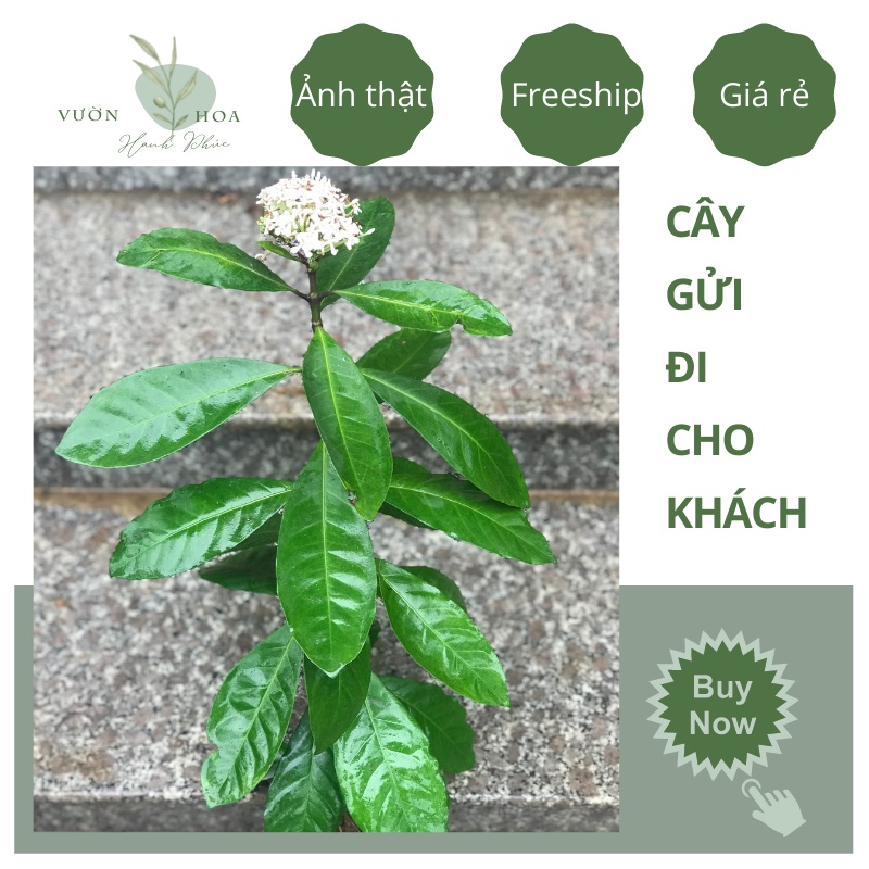 Cây mẫu đơn ta đại đoá, cây bông trang hoa trắng cao 40cm, hoa thơm nở quanh năm, trang trí sân vườn lỗi 1 đổi 1