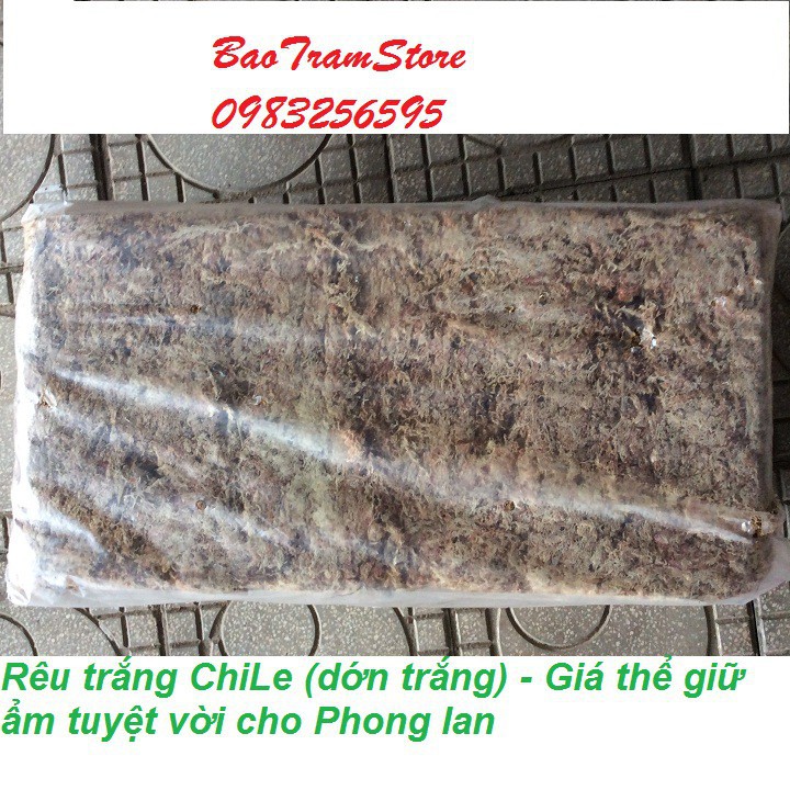 [SIEURE] Rêu trắng ChiLe - Giá thể giữ ẩm tuyệt vời cho phong lan, gói 500g hàng đẹp, phân phối chuyên nghiệp.