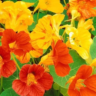 Hạt giống Sen cạn mix màu